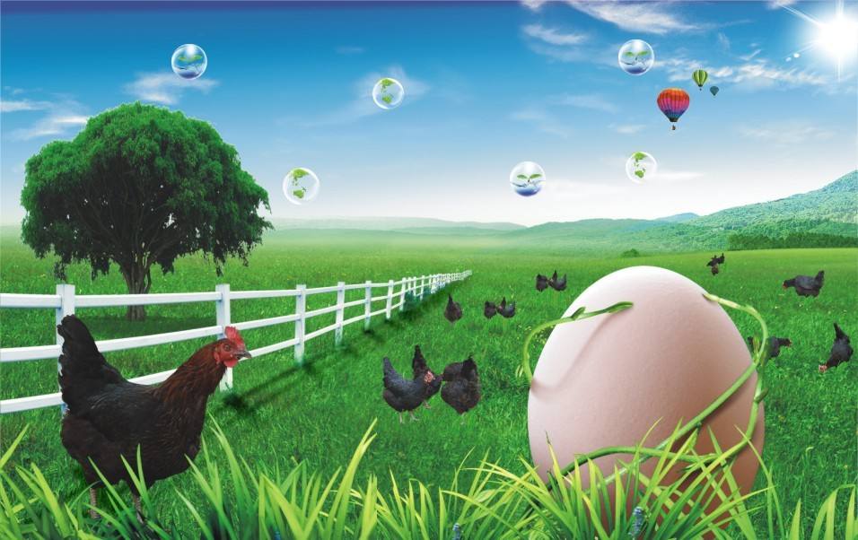 海阳市鼎立种鸡有限责任公司辛安养鸡场项目